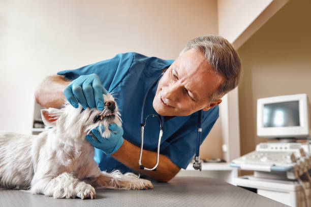 Best Broken or Chipped Tooth Repair in Milton, GA